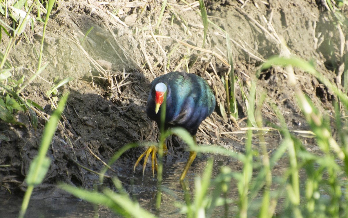 Purple Gallinule - ML639224824