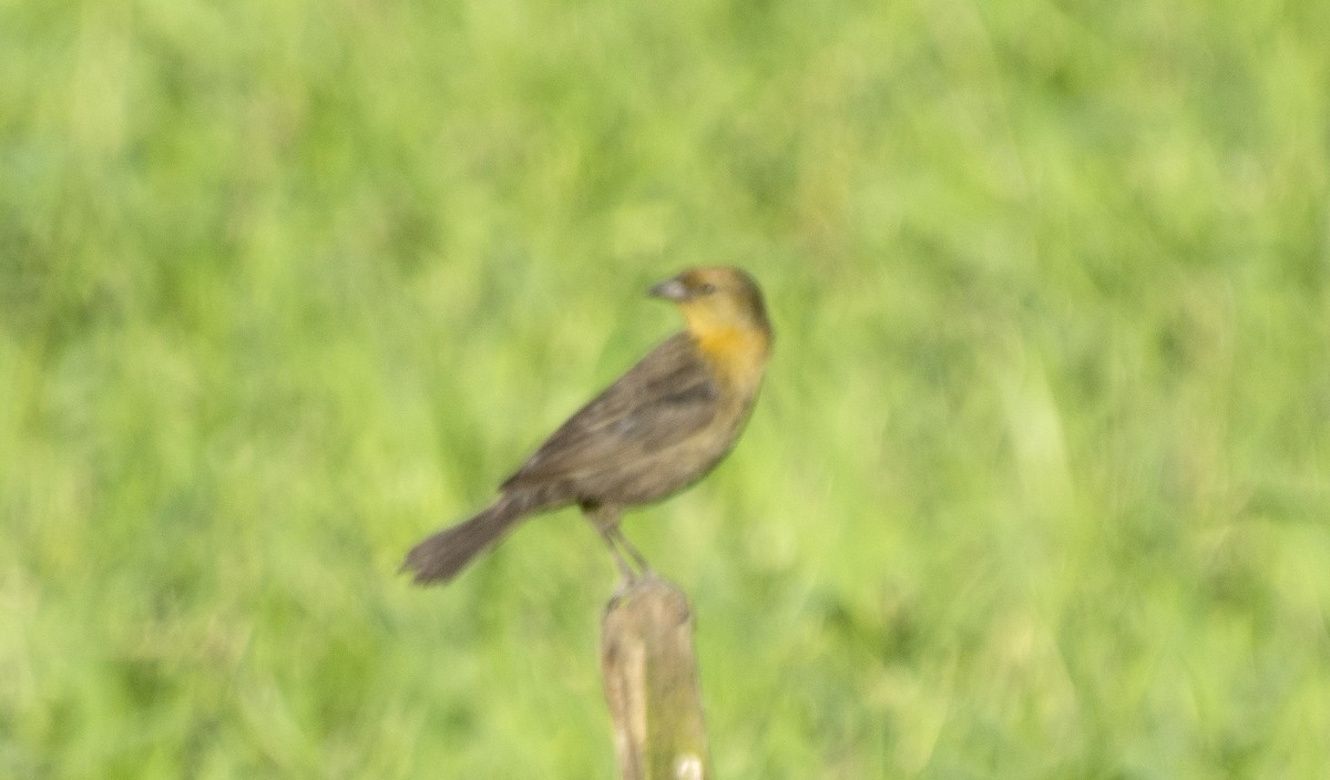 Chestnut-capped Blackbird - ML639224838