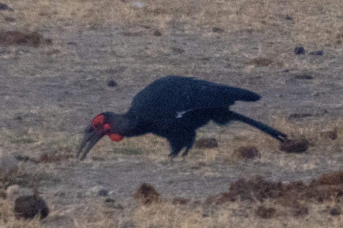 rødmaskehornravn - ML639224847