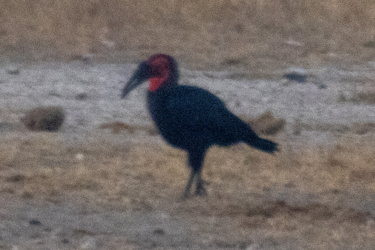 rødmaskehornravn - ML639224848