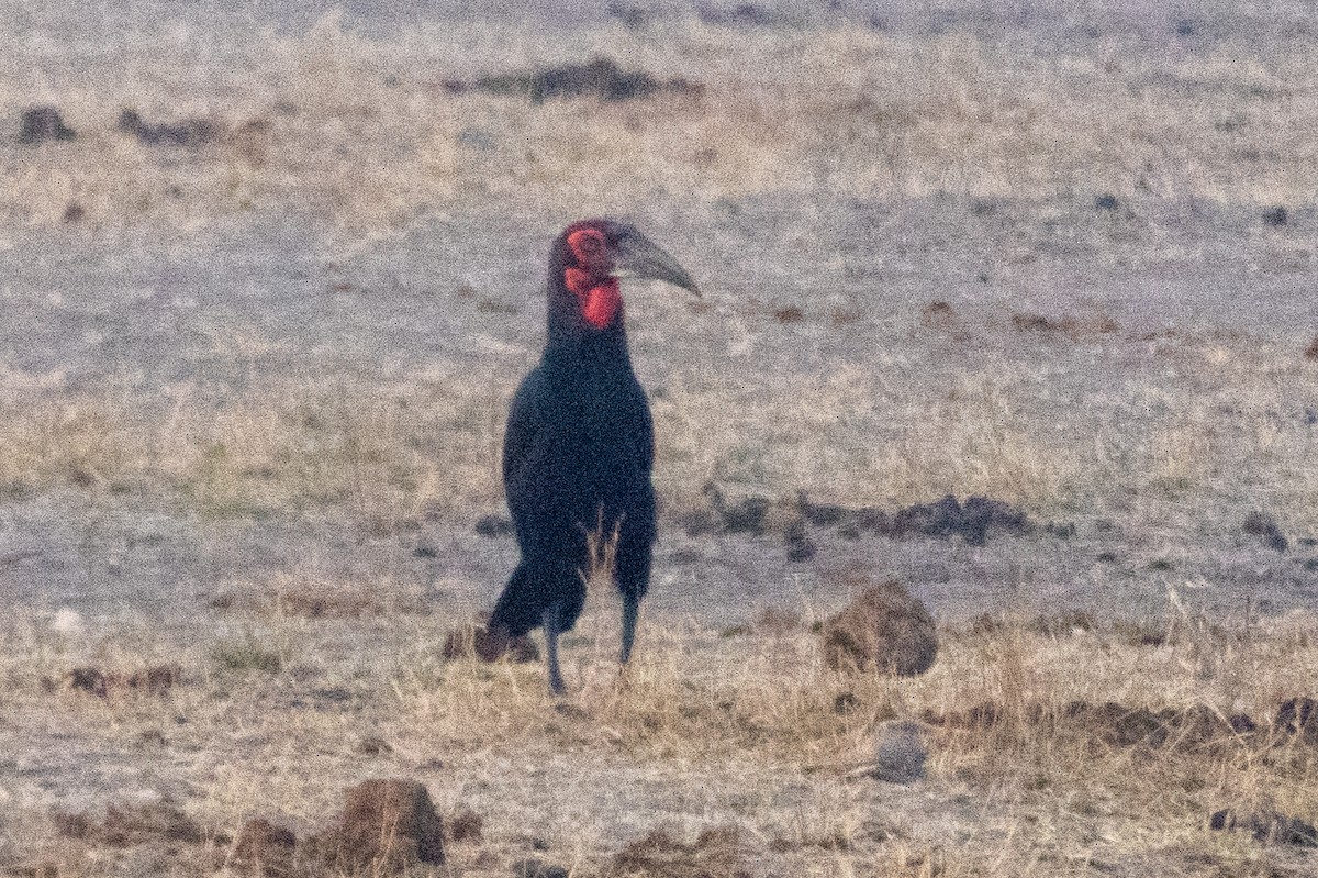 rødmaskehornravn - ML639224849