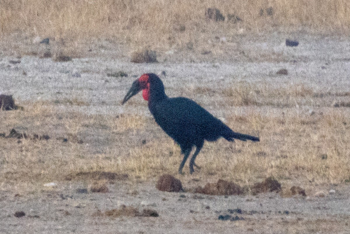 rødmaskehornravn - ML639224850