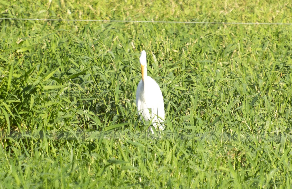 Great Egret (American) - ML639224881