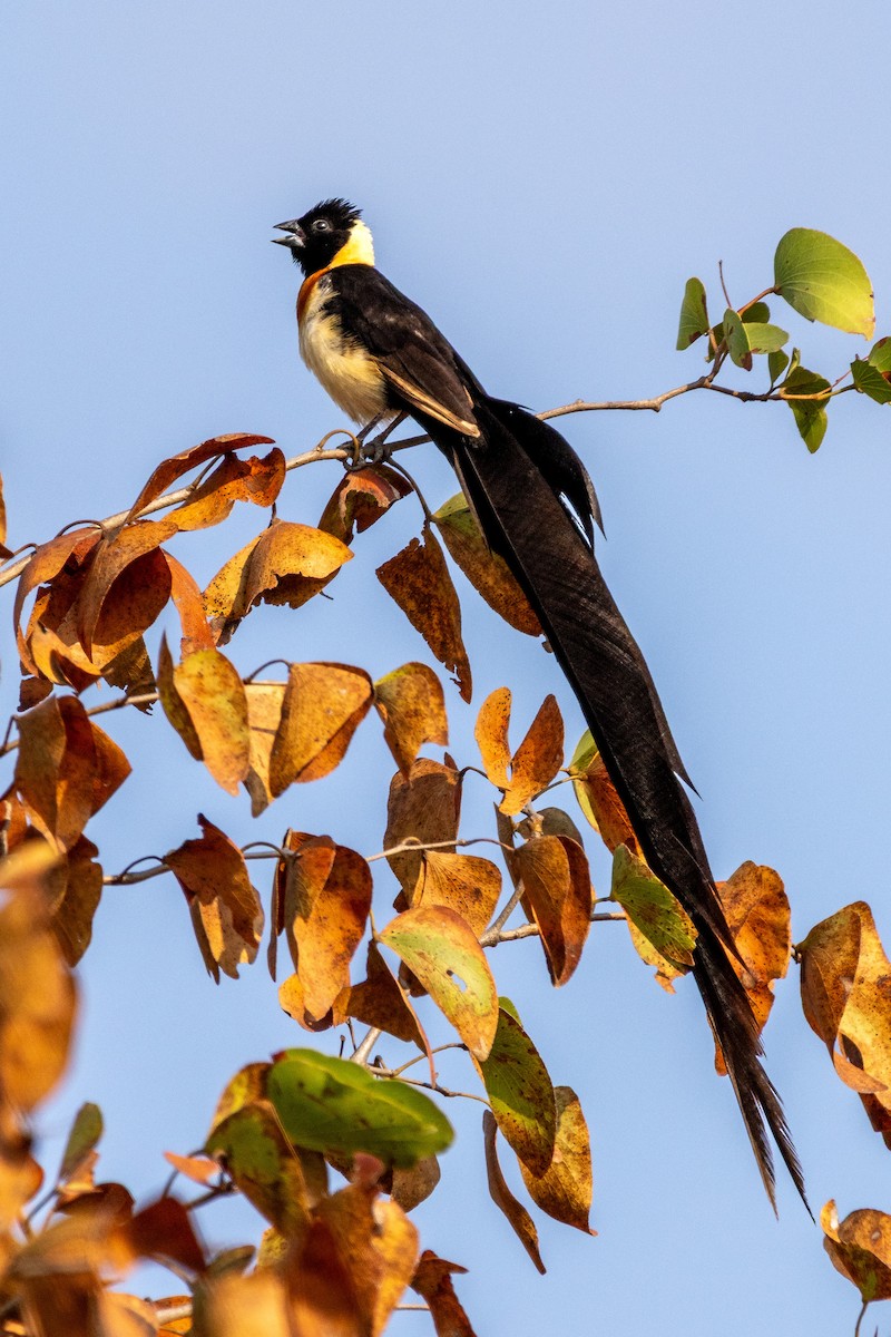 paradisenke - ML639224884