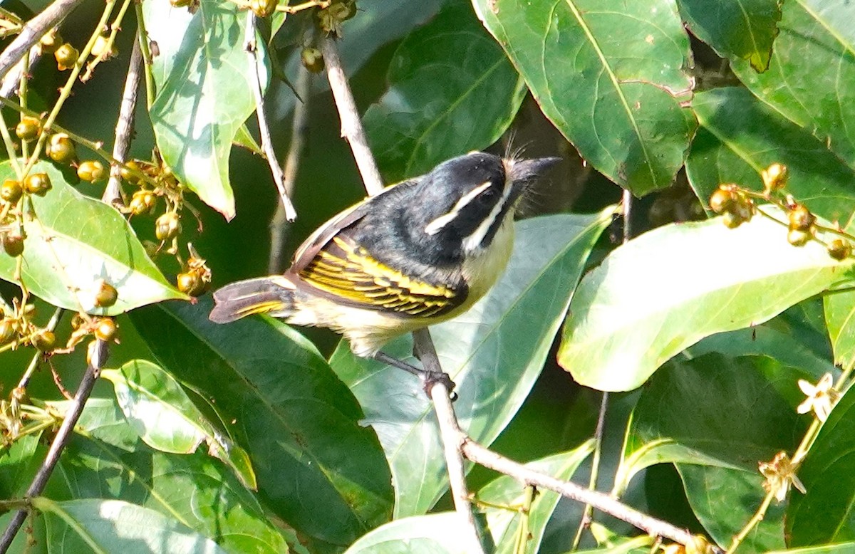 Yellow-throated Tinkerbird - ML639224888
