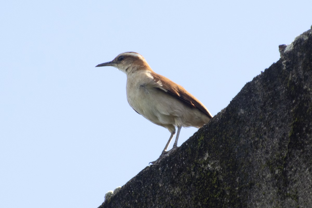 Wing-banded Hornero - ML639224895