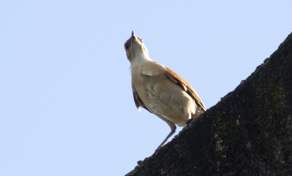 Wing-banded Hornero - ML639224897