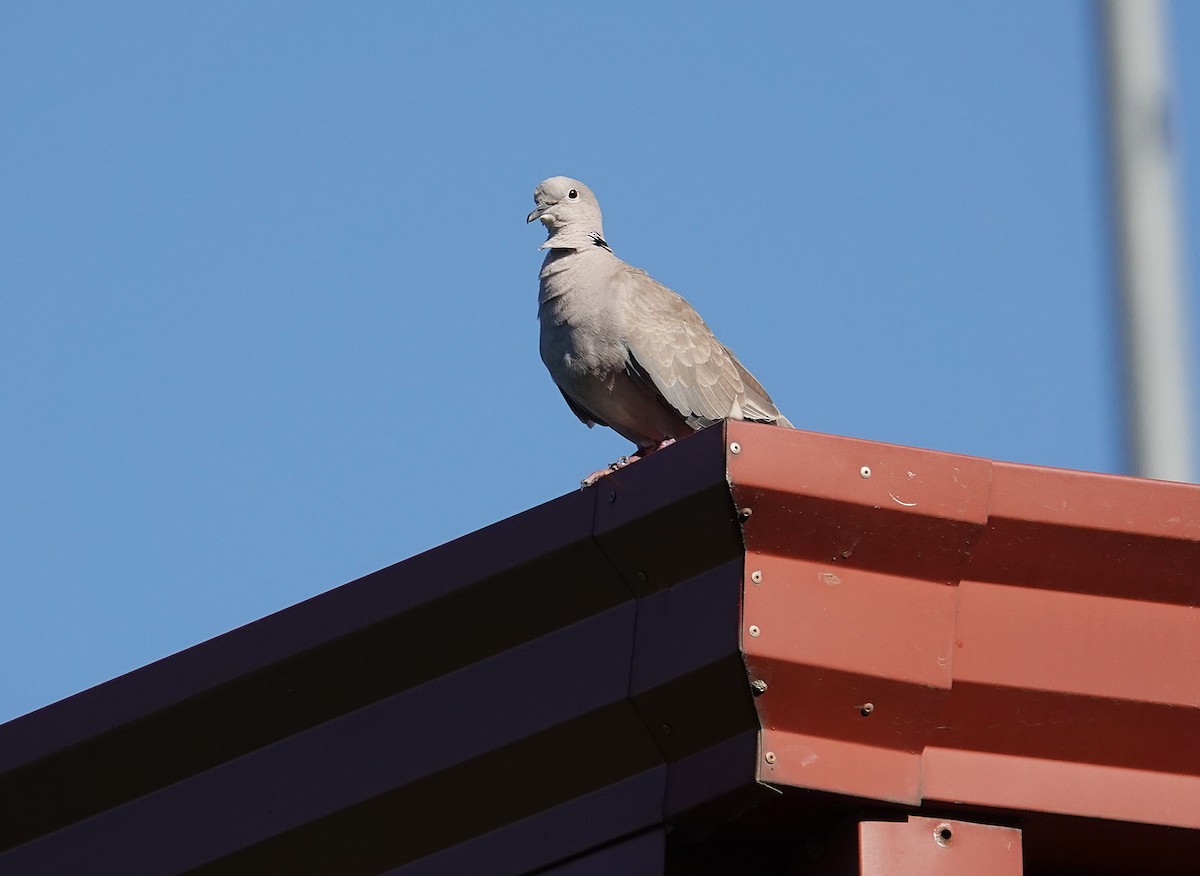 תור צווארון - ML639224948