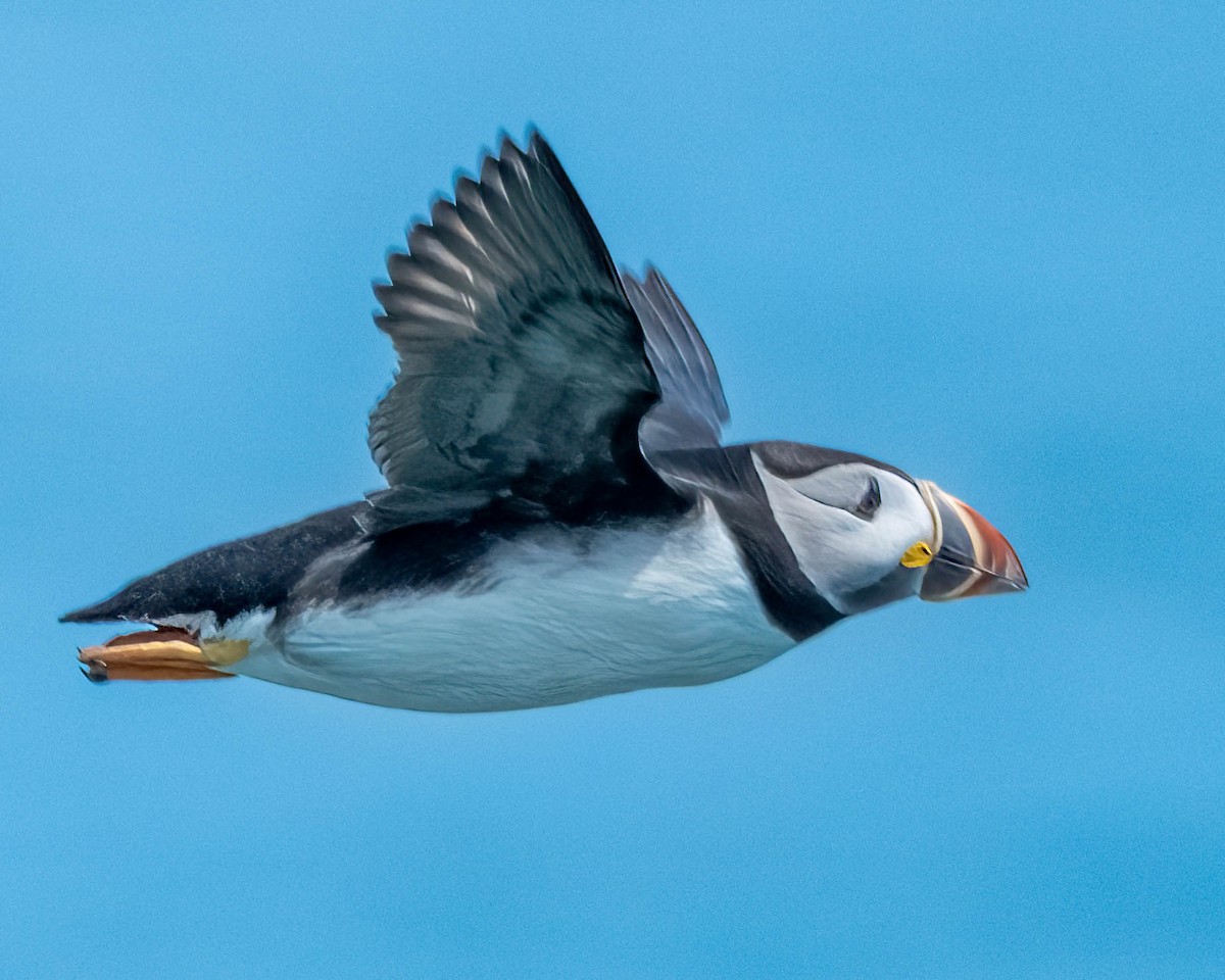 Macareux moine - ML639224949