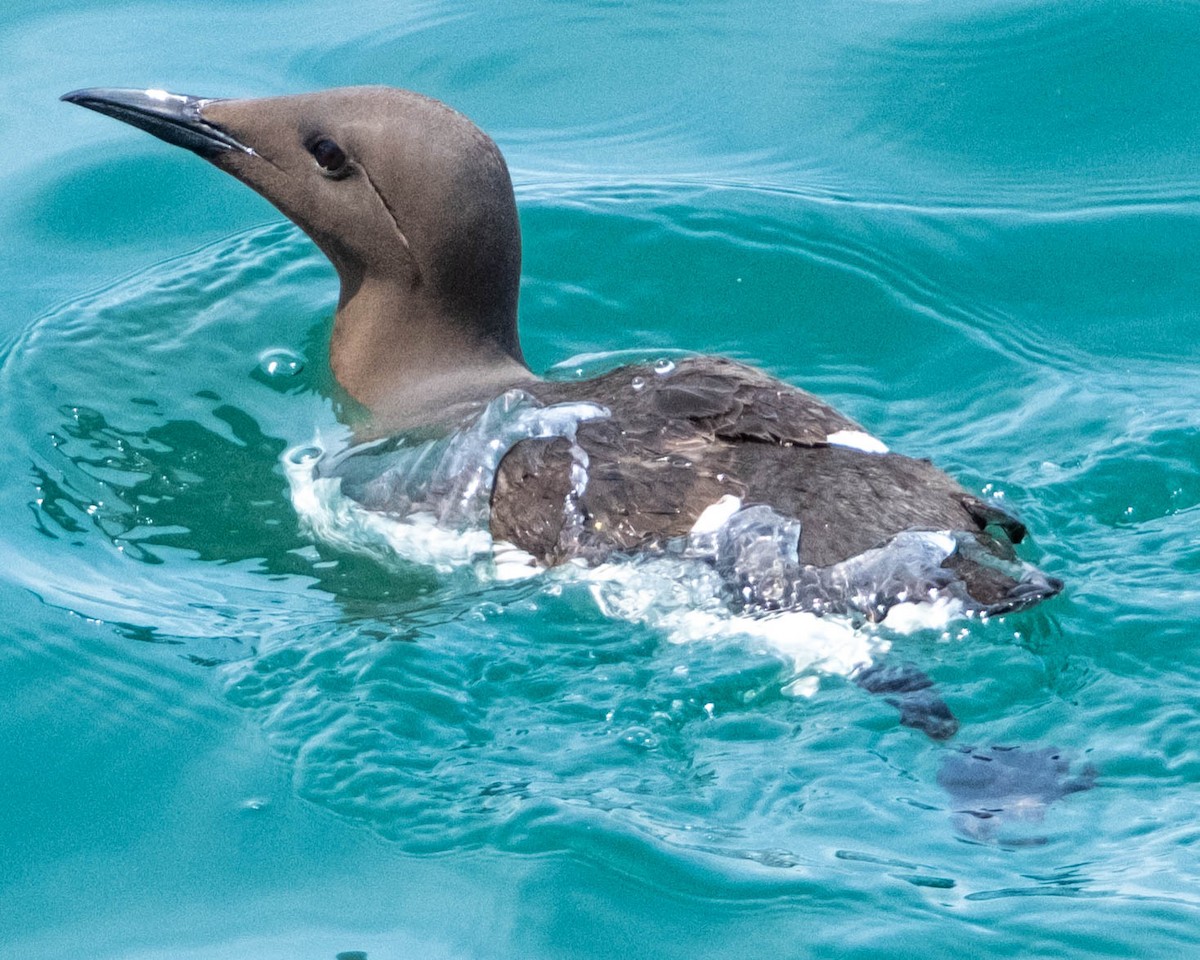 Guillemot marmette - ML639225003