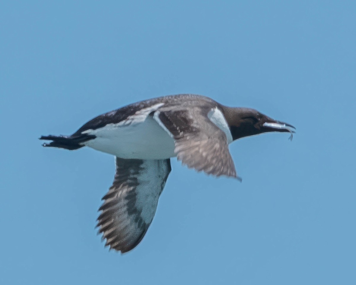 Guillemot marmette - ML639225022