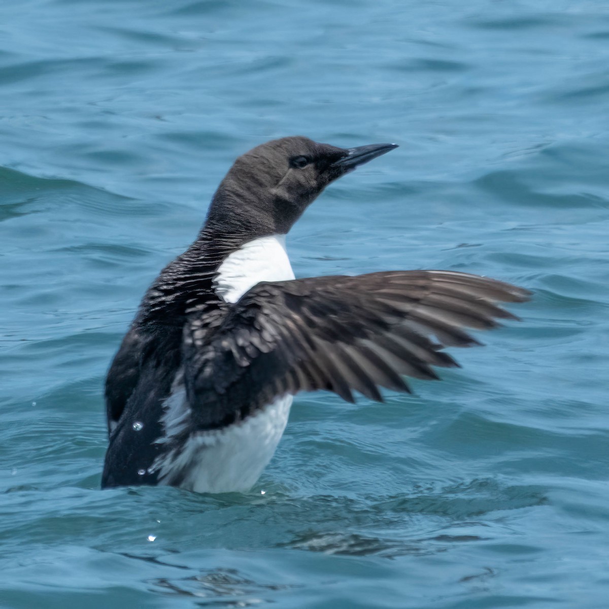 Guillemot marmette - ML639225023