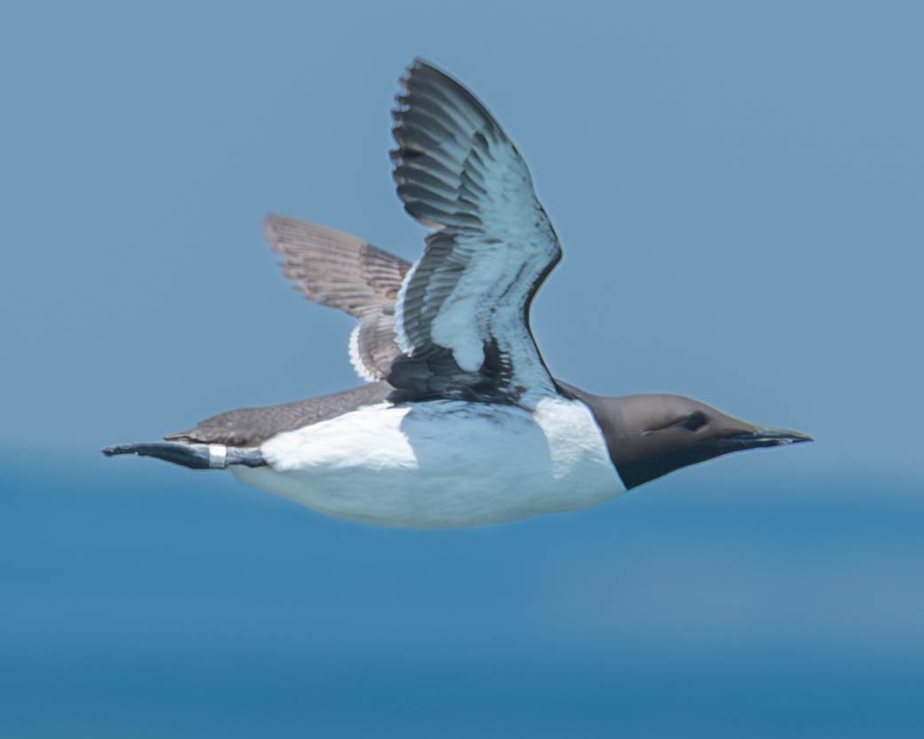 Guillemot marmette - ML639225024