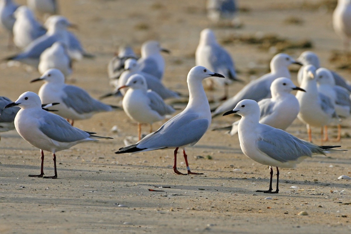 Gaviota Picofina - ML639225068