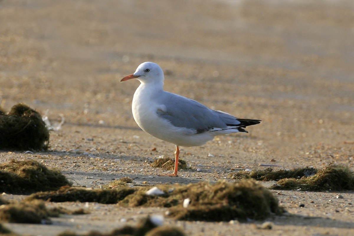 Gaviota Picofina - ML639225069