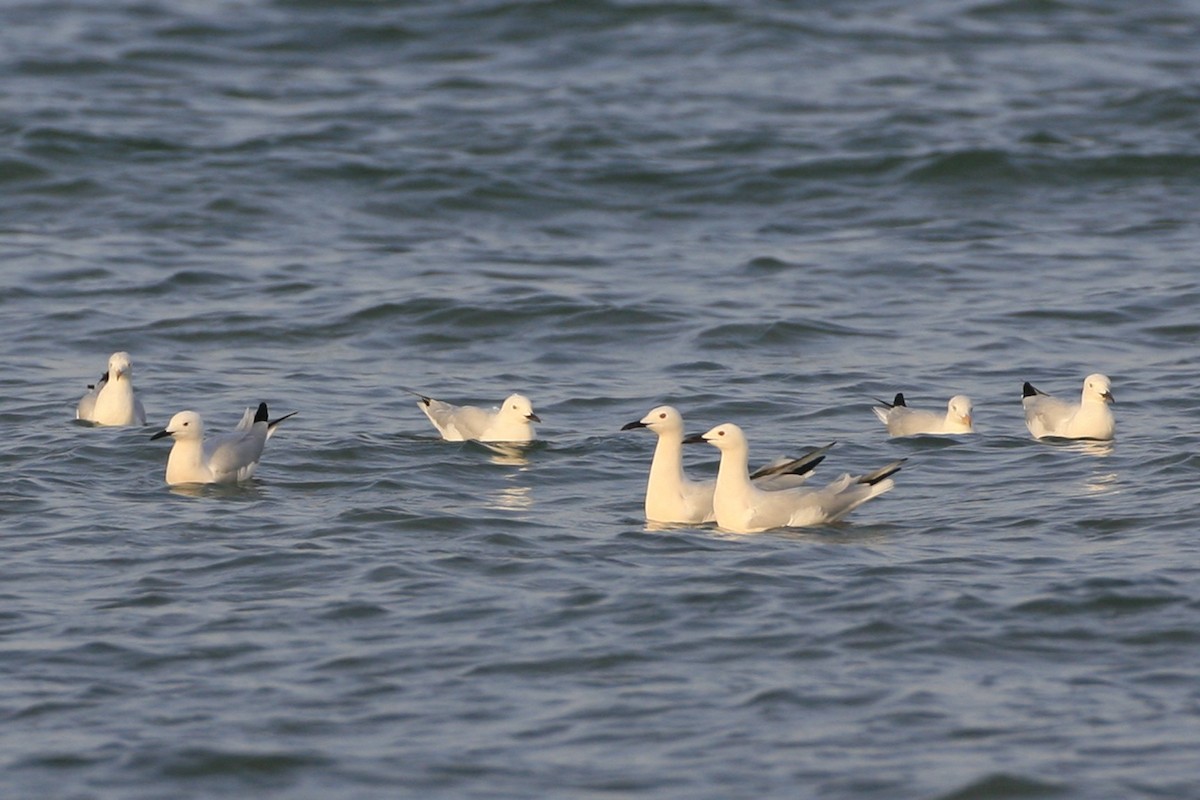 Gaviota Picofina - ML639225070