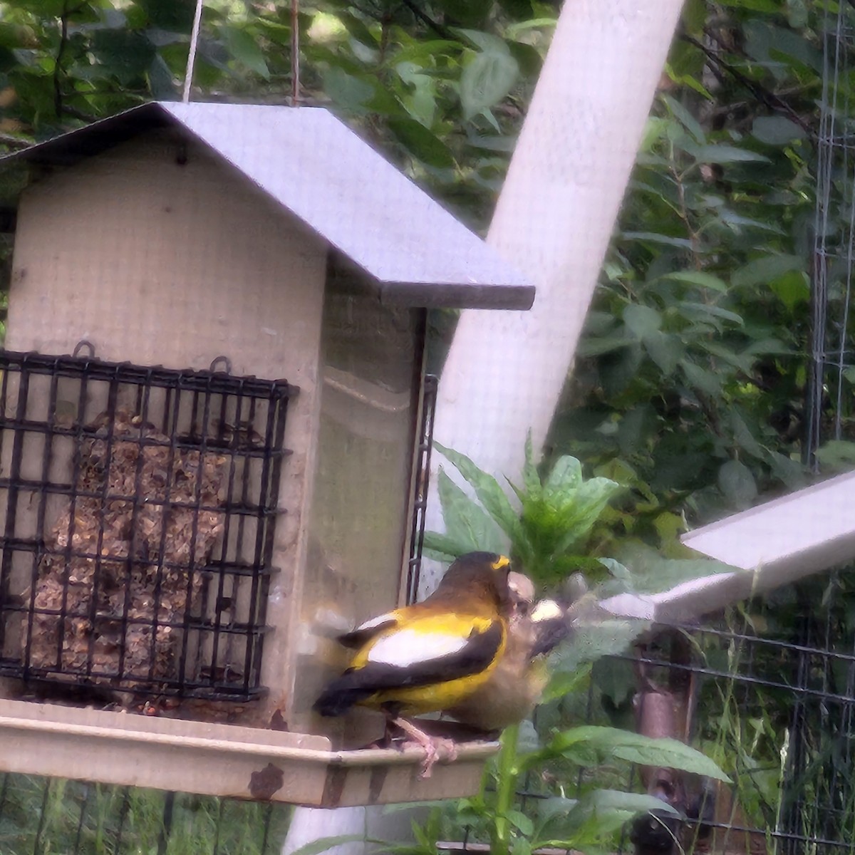 Evening Grosbeak - ML639225086