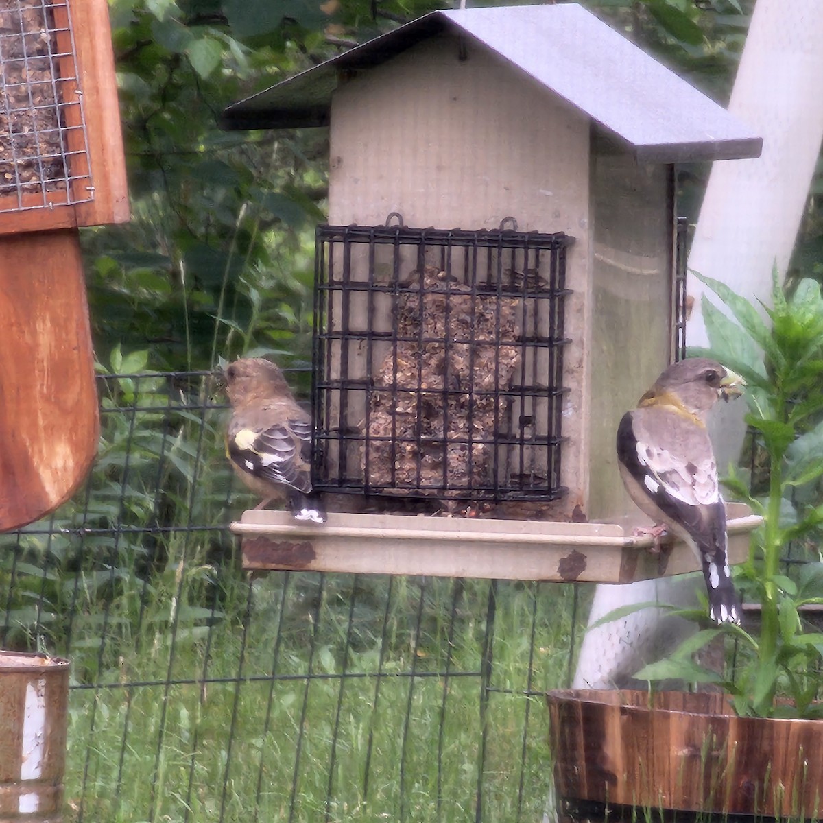 Evening Grosbeak - ML639225098