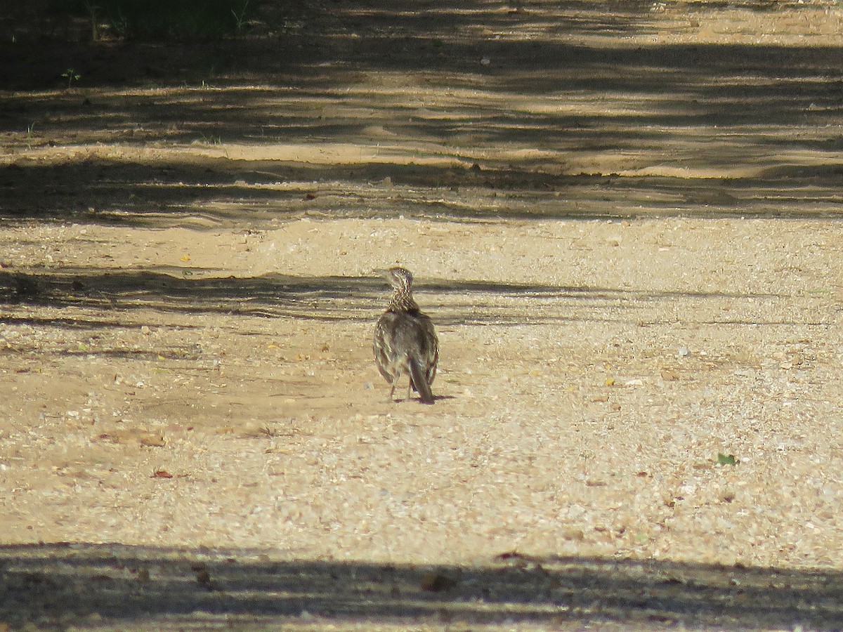 Greater Roadrunner - ML639225101