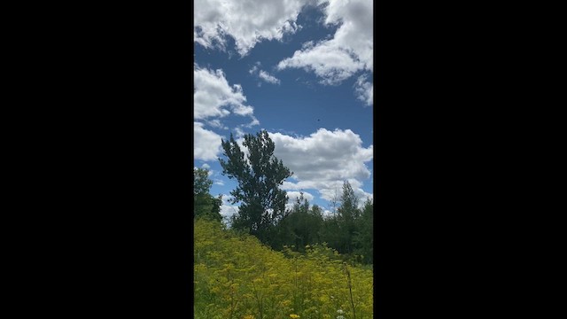 Хайргууна шонхор - ML639225105