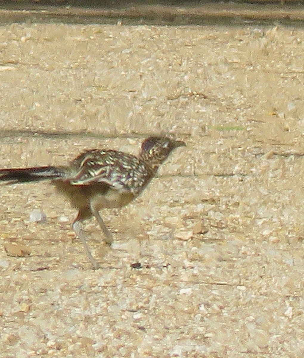 Greater Roadrunner - ML639225124