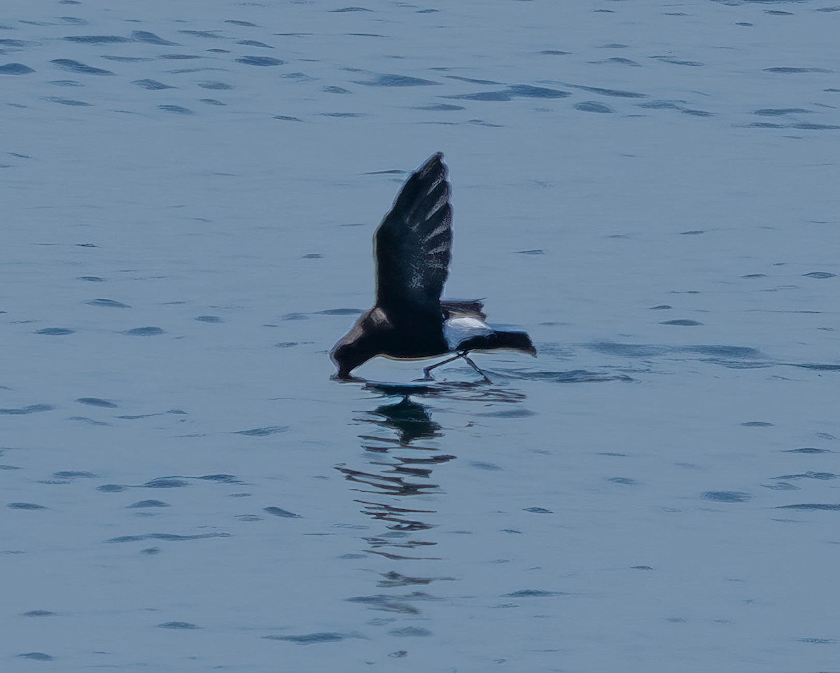 Océanite de Wilson - ML639225145