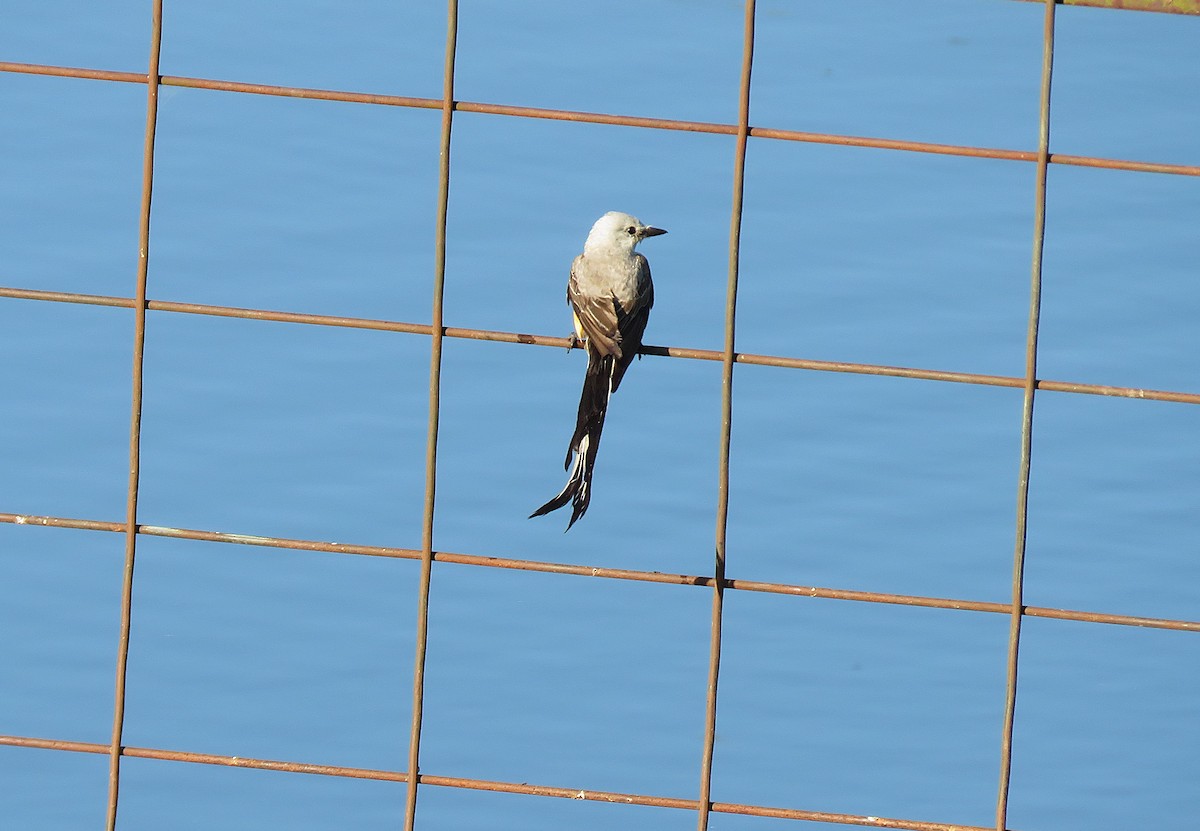 Scissor-tailed Flycatcher - ML639225153