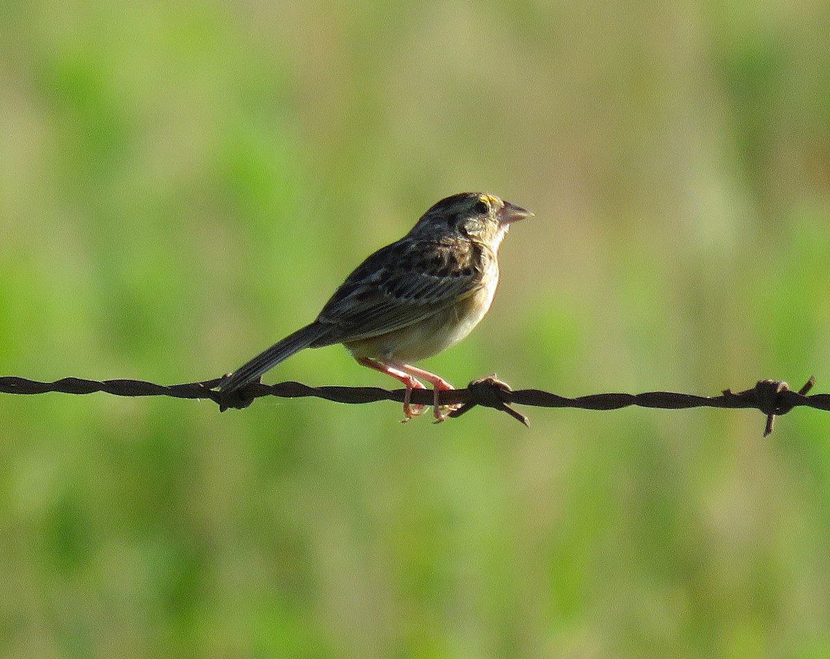 Grasshopper Sparrow - ML639225180