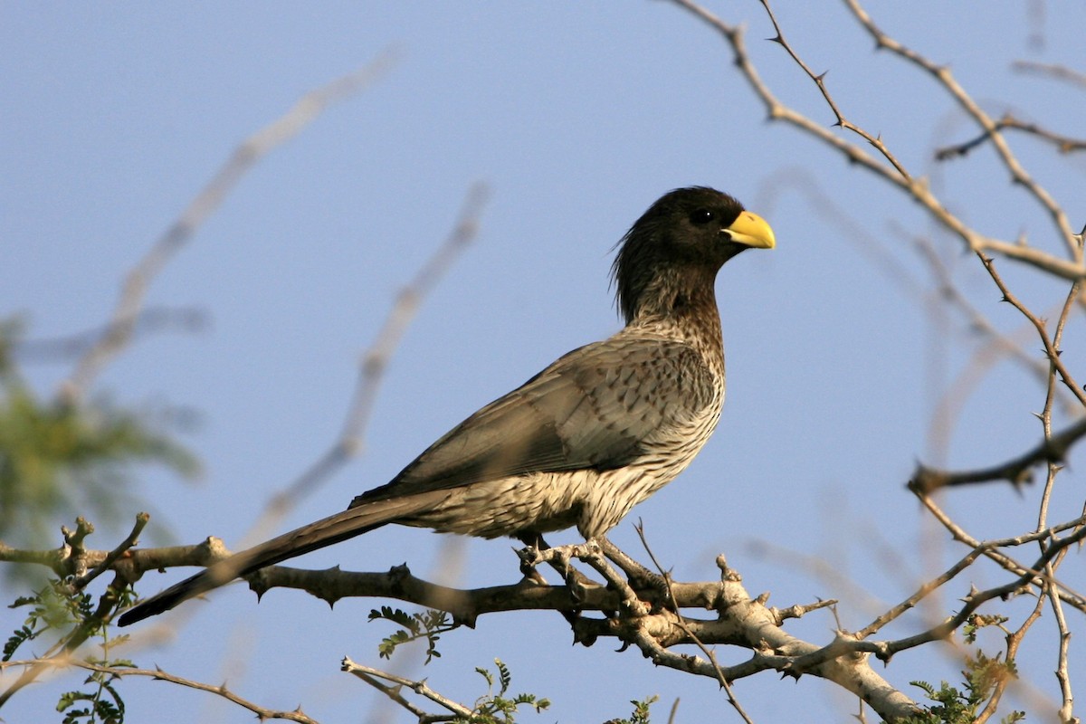 Turaco Gris Occidental - ML639225192