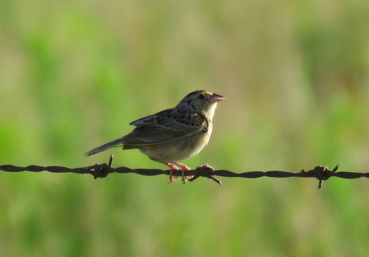 Grasshopper Sparrow - ML639225197