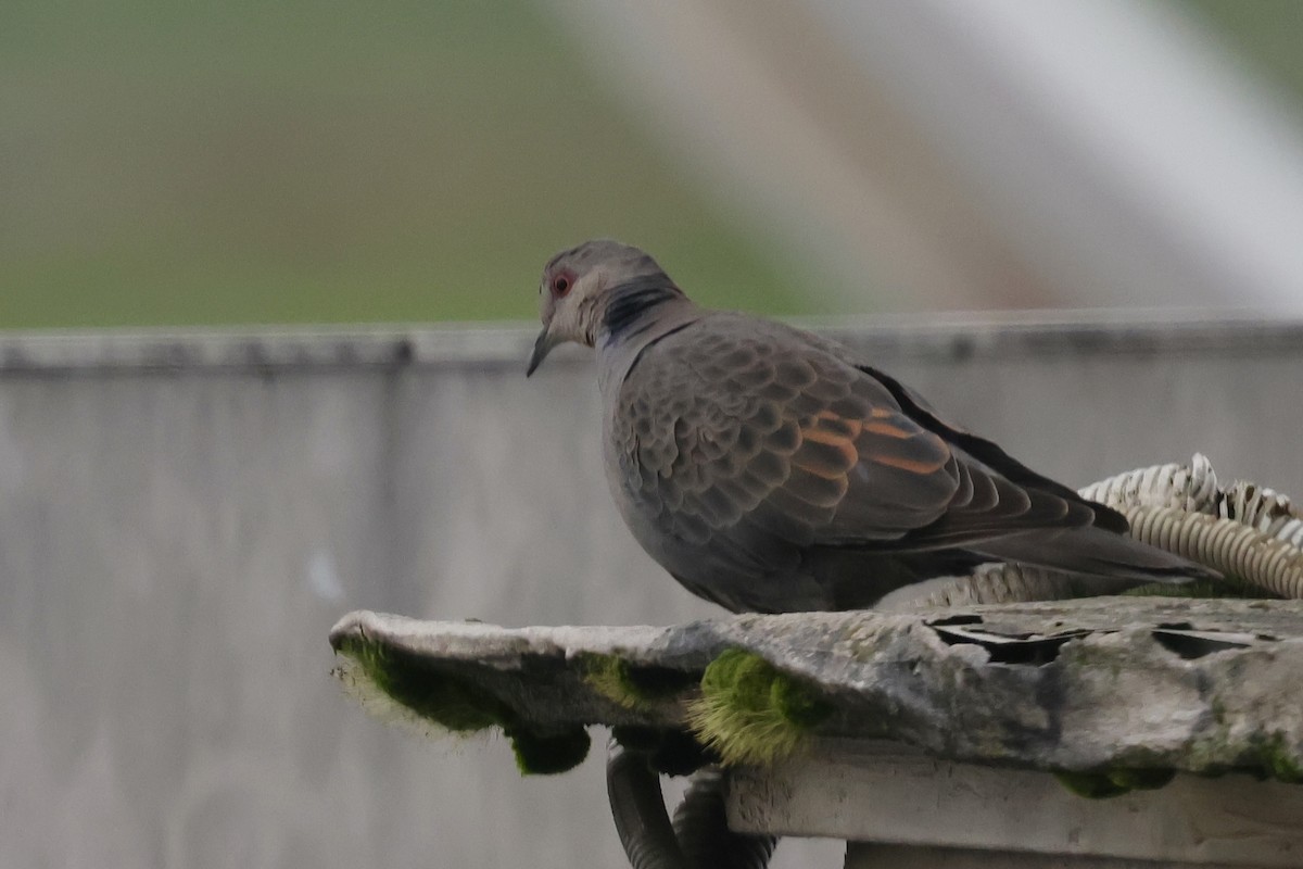 Dusky Turtle-Dove - ML639225311