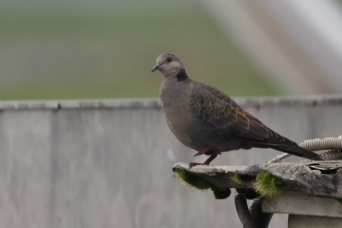 Dusky Turtle-Dove - ML639225312