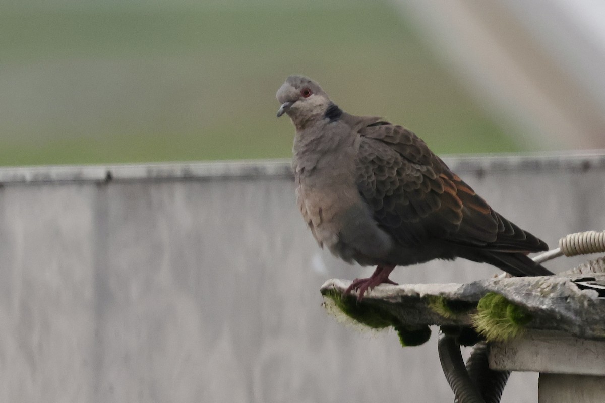 Dusky Turtle-Dove - ML639225313