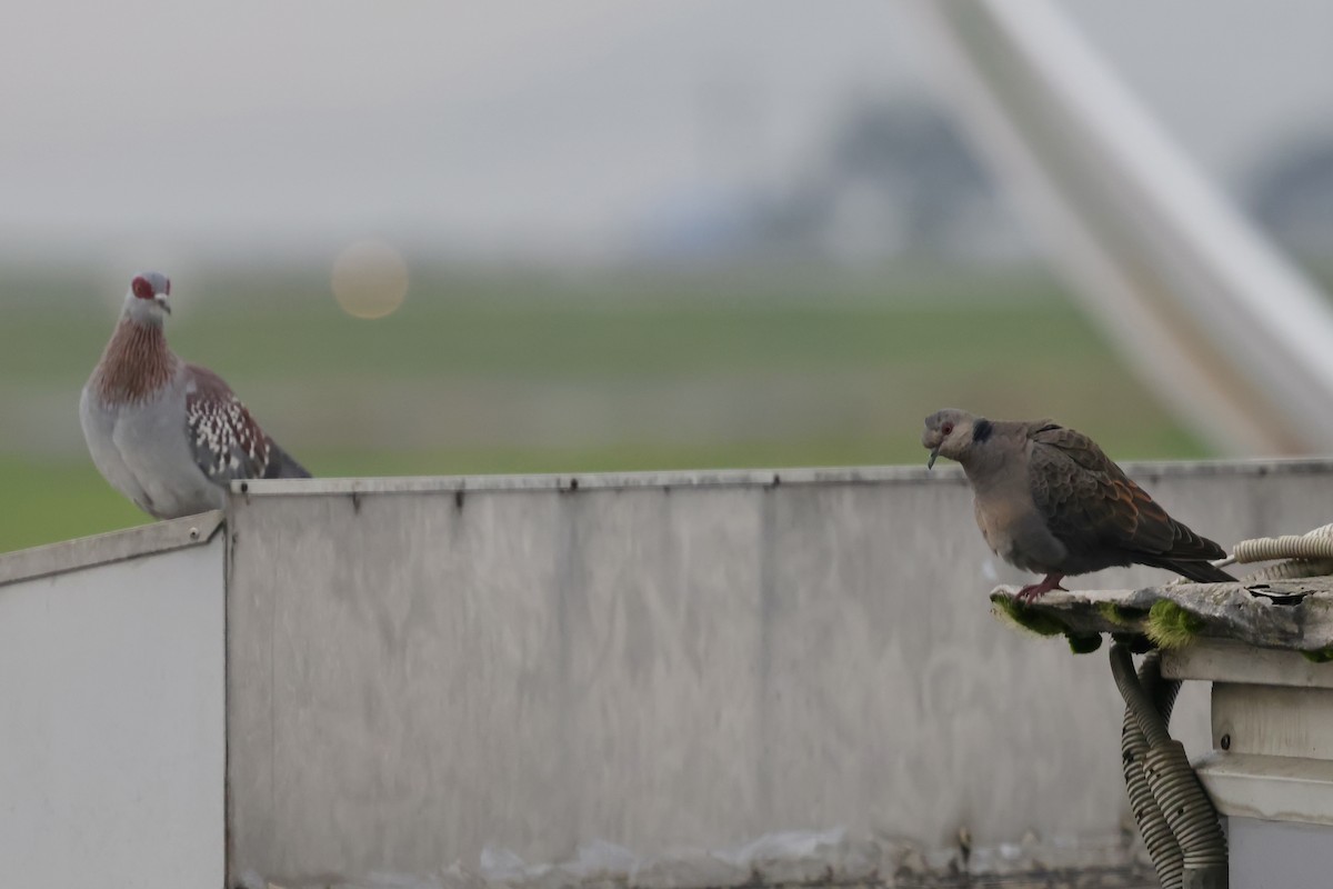 Dusky Turtle-Dove - ML639225314