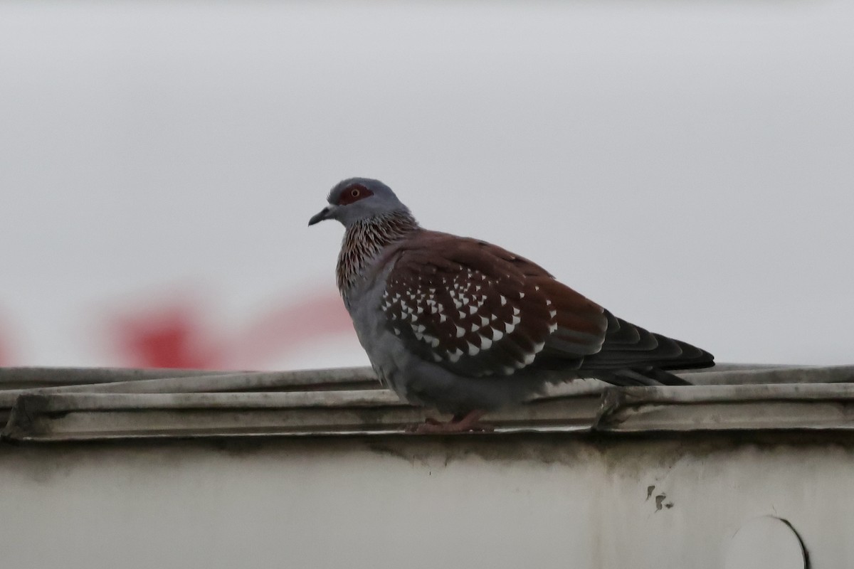 Speckled Pigeon - ML639225323