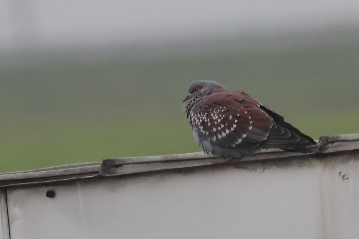 Speckled Pigeon - ML639225324