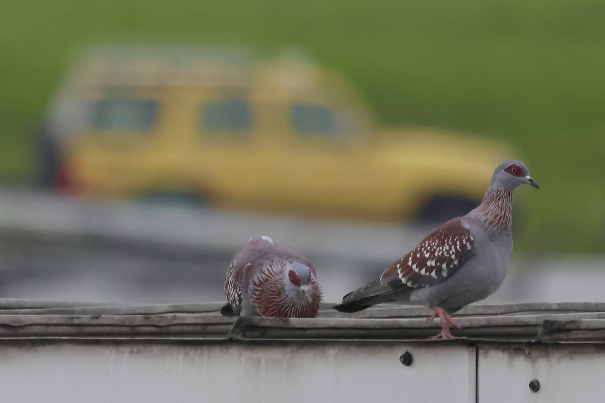 Speckled Pigeon - ML639225325