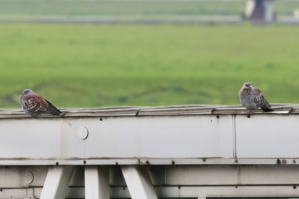 Speckled Pigeon - ML639225328