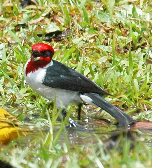 Masked Cardinal - ML639225405