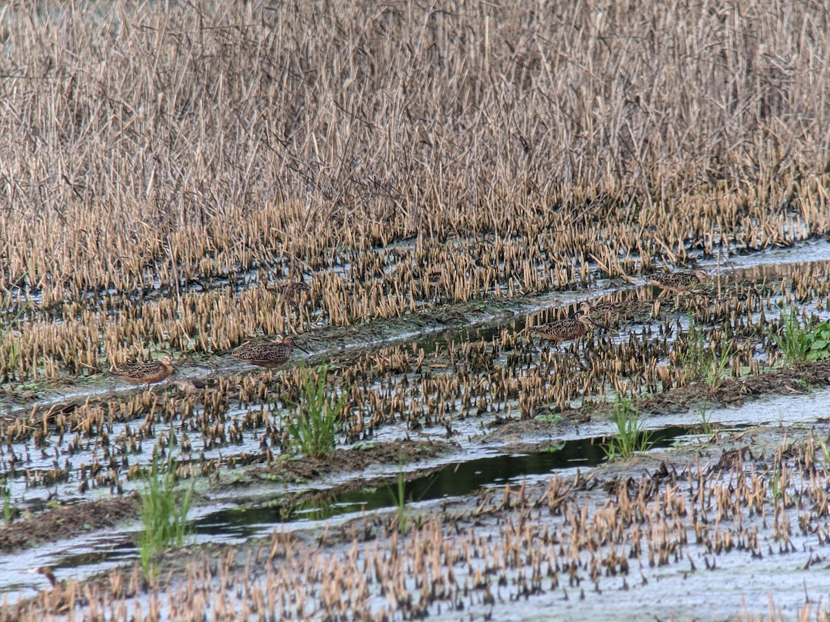 Short-billed Dowitcher - ML639225414