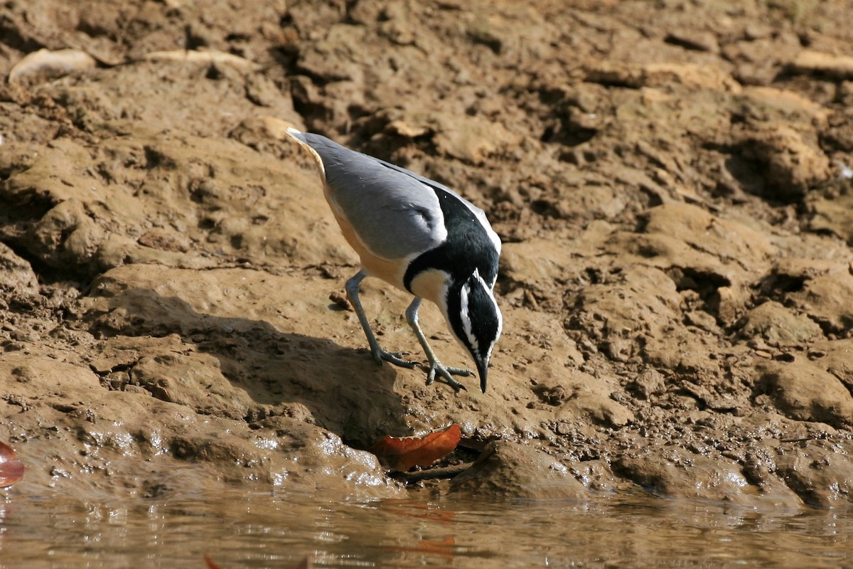 Pluvian fluviatile - ML639225455