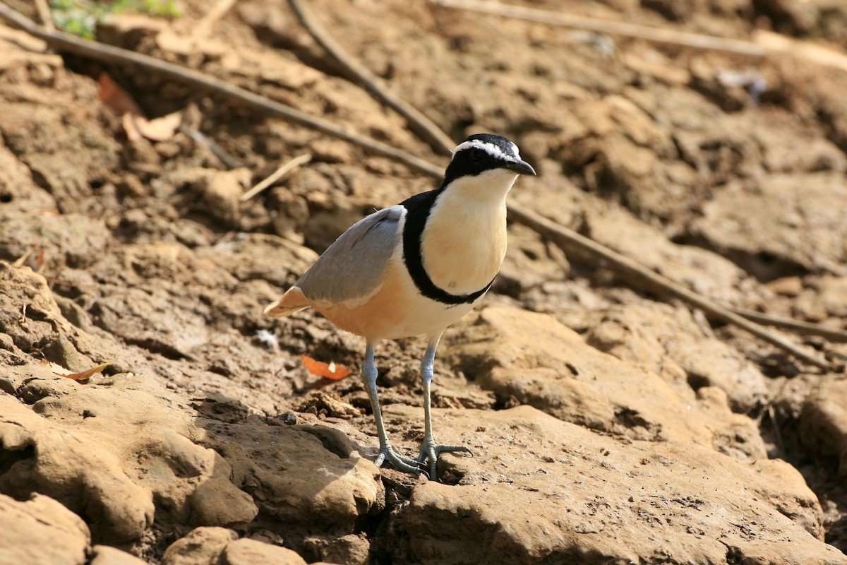 Pluvian fluviatile - ML639225456