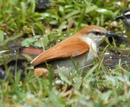 Yellow-chinned Spinetail - ML639225486