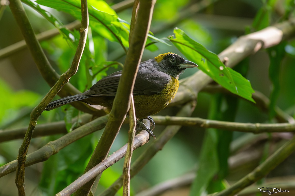 Dusky-faced Tanager - ML639225560