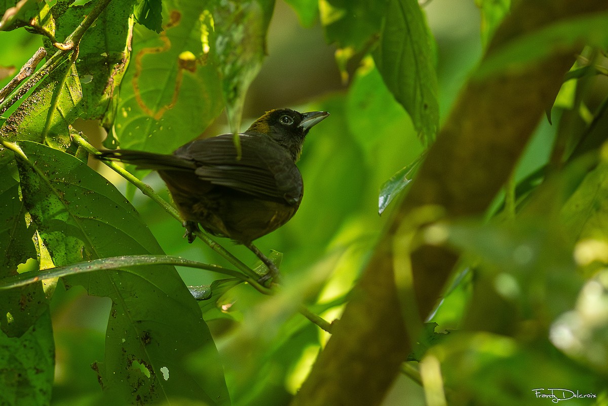 Dusky-faced Tanager - ML639225561
