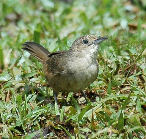 Plain Thornbird - ML639225565