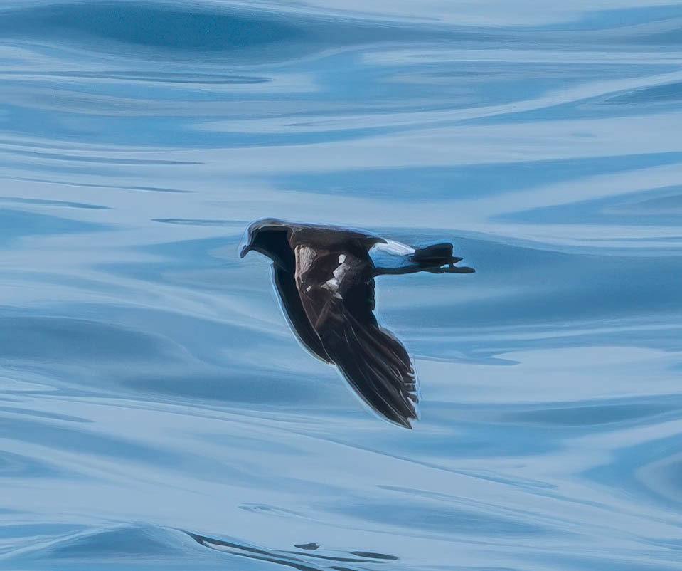 Océanite de Wilson - ML639225575