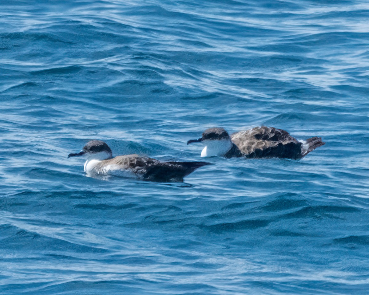 Puffin majeur - ML639225600