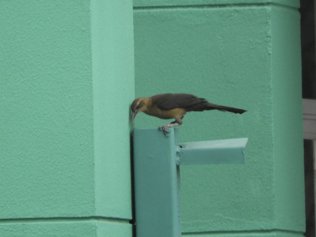 storhaletrupial - ML639225665
