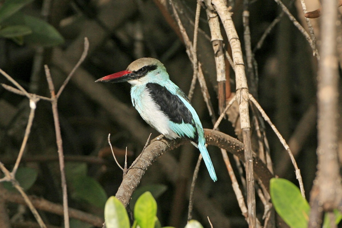 Blue-breasted Kingfisher - ML639225676
